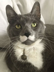 HeartBond Harmony Set – A Sacred Link Between You and Your Beloved Pet